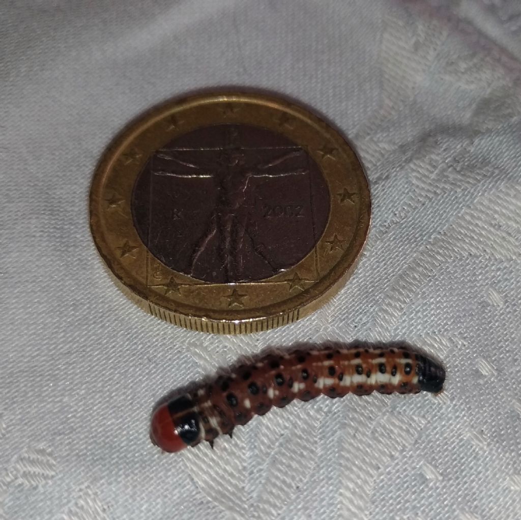 Bryotropha domestica? No, Gortyna flavago - Noctuidae